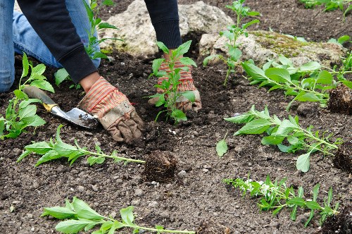 Compostable green waste prepared for processing