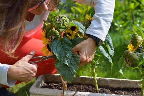 Seasonal garden maintenance in Downe with shrubs and hedges