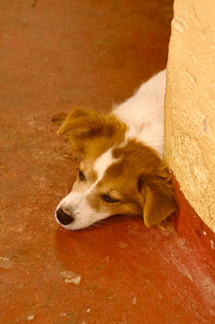 A small, young dog with a white coat and brown markings on its face and ears is lying down on a reddish-brown concrete or stone surface next to a textured, light-colored wall. The dog appears to be re