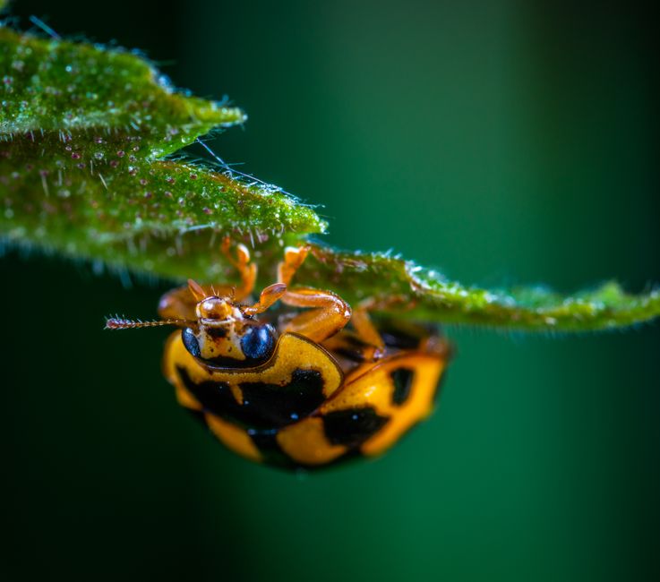 Close-up macro image showing an orange and black ladybird larva hanging upside down from the underside of a green leaf. The leaf has a slightly rough texture with small hairs and tiny droplets of dew 