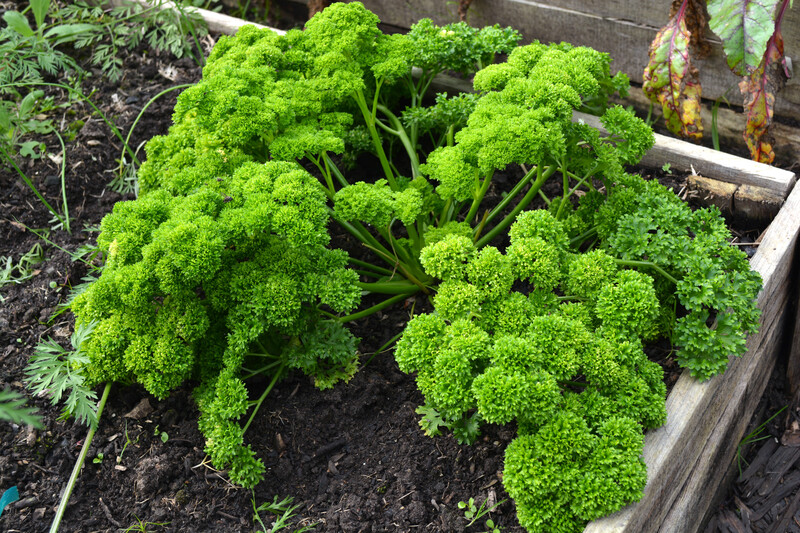 garden maintenance garden design