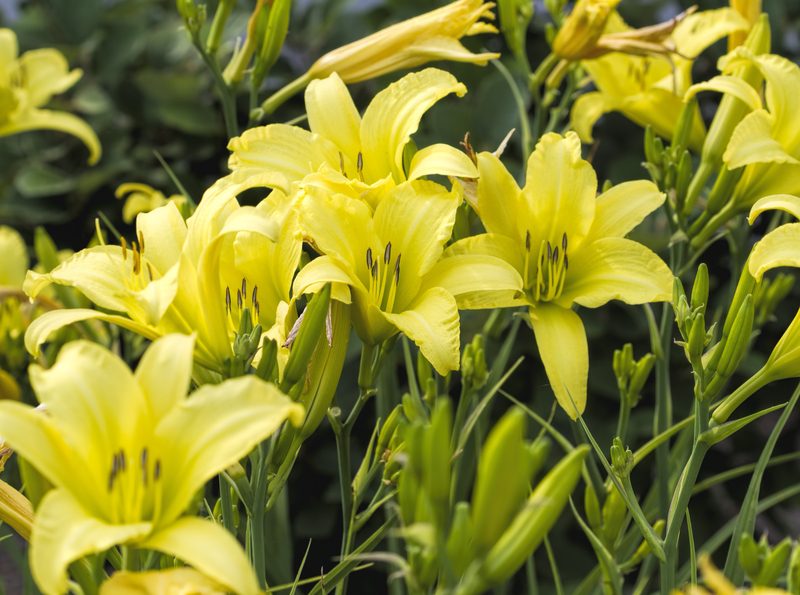 garden property