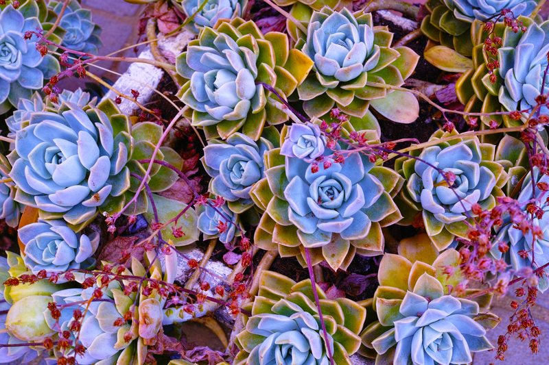Garden lawn